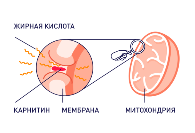 сведения.jpg